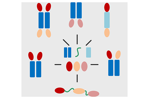 MultipleBody?--Multi-targeted biotherapeutics