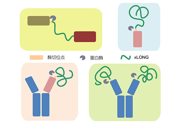 AccuBody?--Accurately activated antibody for precision tumor therapy